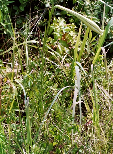 {Lilium philippinense}